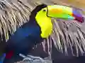 Mchezo Toucan Bird Jigsaw online