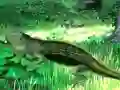Mchezo Lizard Forest Escape online