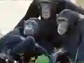Mchezo Funny Chimpanzee Jungle Escape online
