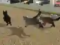 Mchezo Run Cat Cat Race online