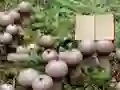 Mchezo Lycoperdon Mushroom Land Escape online