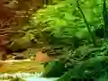 Mchezo Peaceful Rainbow Forest Escape online