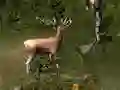 Mchezo Sniper Hunting Deadly Animal online