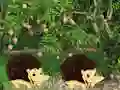 Mchezo Escape From Mango Farm online