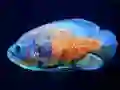 Mchezo Tiger Fish Jigsaw online