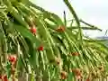 Mchezo Dragon Fruit Animal Escape online