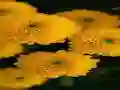 Mchezo Chrysanthemums Jigsaw online