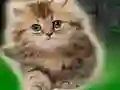Mchezo Couple Kitten Escape online