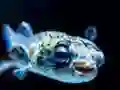 Mchezo Puffer Fish Jigsaw online