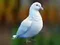 Mchezo Realistic Pigeon Rescue online