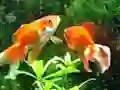 Mchezo Blue Fish Escape online