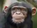 Mchezo Chimpanzee Jigsaw online