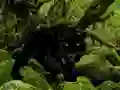 Mchezo Escape from Black Panther Forest online
