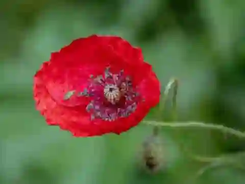 Mchezo Poppy Nature Flower Jigsaw online