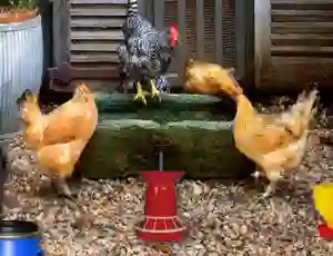 Mchezo Poultry Farm Easter Escape online