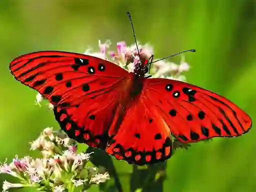 Mchezo Nature Jigsaw Puzzle Butterfly online