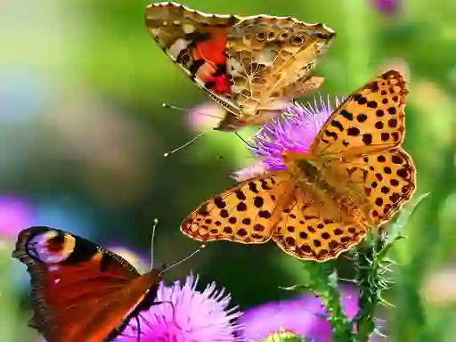 Mchezo Butterfly Slide online