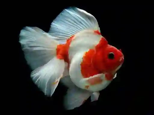 Mchezo Gold Fish Jigsaw Puzzle online