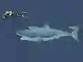 Mchezo Mad Shark online