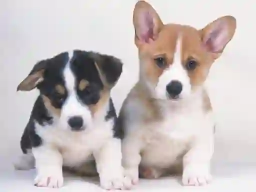 Mchezo Cute Puppies Puzzle online