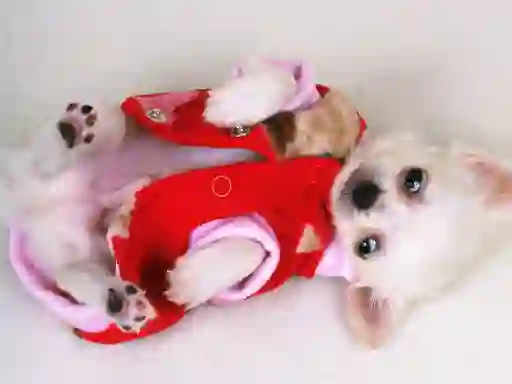 Mchezo Lovely Puppy Slide online