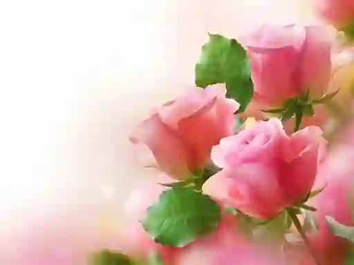 Mchezo Pink Roses online