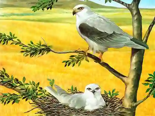 Mchezo Birds Of Prey Puzzle online