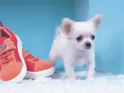 Mchezo Lovely Puppy Puzzle online