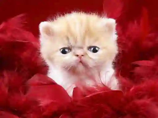Mchezo Funny Kitty online
