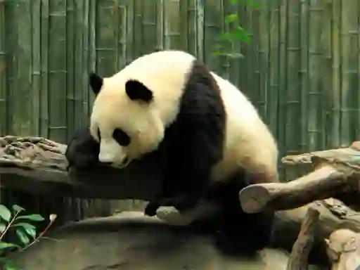 Mchezo Pandas Puzzle online