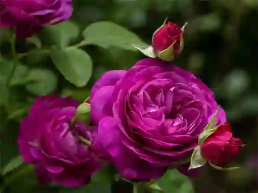 Mchezo Purple Roses online