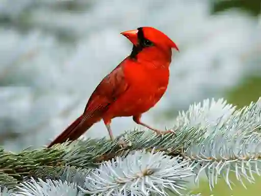 Mchezo Birds Puzzle online
