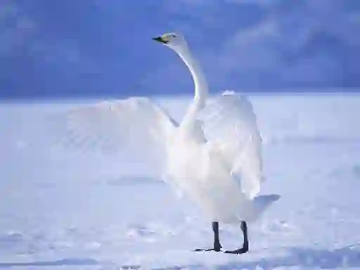 Mchezo Graceful Swans online