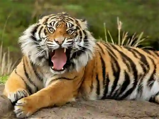 Mchezo Animals Jigsaw Puzzle Tiger online