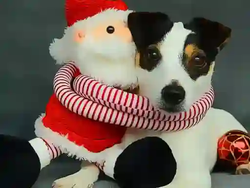 Mchezo Funny Christmas Dogs online