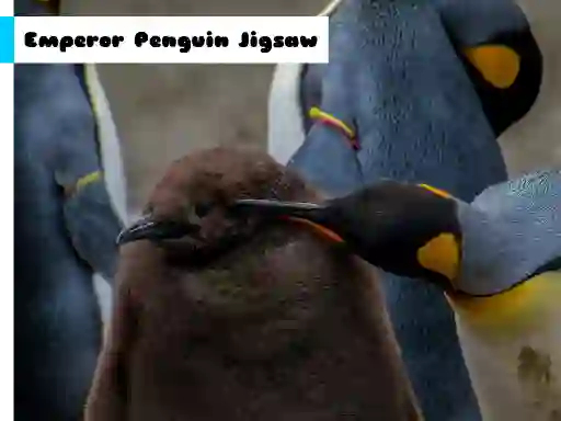 Mchezo Emperor Penguin Jigsaw online