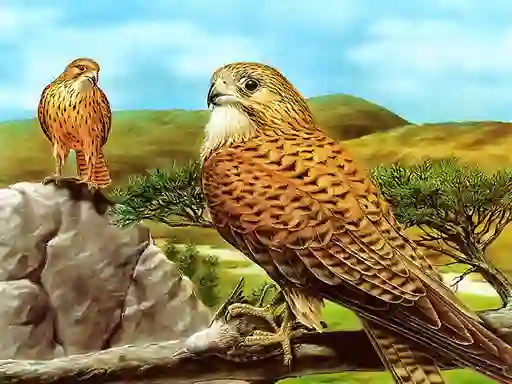 Mchezo Birds of Prey Slide online