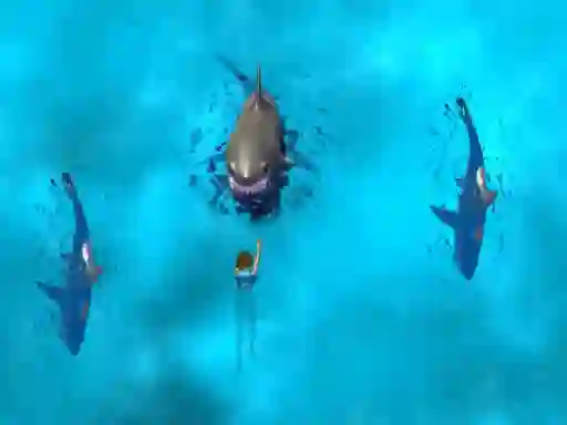 Mchezo Avoid the Sharks online