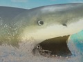 Mchezo La Shark online