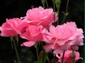 Mchezo Roses Pink  online