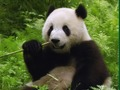 Mchezo Mchezo wa Pandas  online