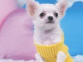 Mchezo Kupendeza Puppy Puzzle  online