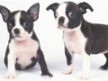 Mchezo Kupendeza Puppy Slide  online