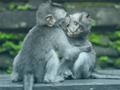 Mchezo Jigsaw ya Chimpanzee  online