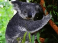 Mchezo Mtoto mzuri Koala Bear  online