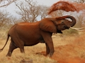 Mchezo Wanyama Jigsaw Puzzle - Tembo  online