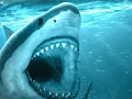Mchezo Njaa Shark  online