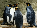 Mchezo Mfalme Penguin Jigsaw  online