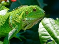 Mchezo Pori Iguana  online