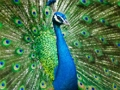 Mchezo Jigsaw ya Peacock  online